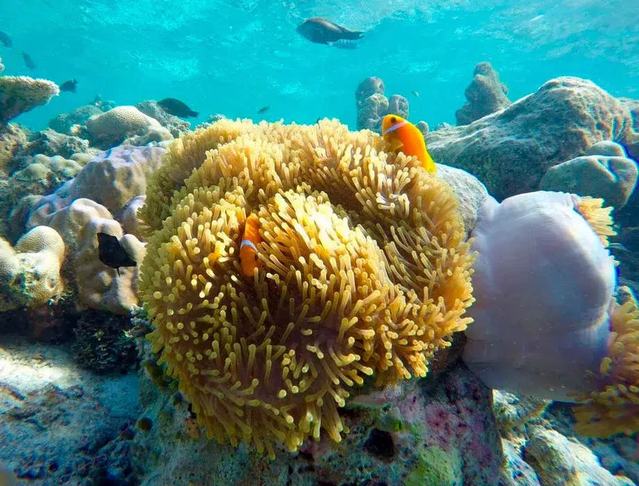 Troisième arrêt de snorkeling