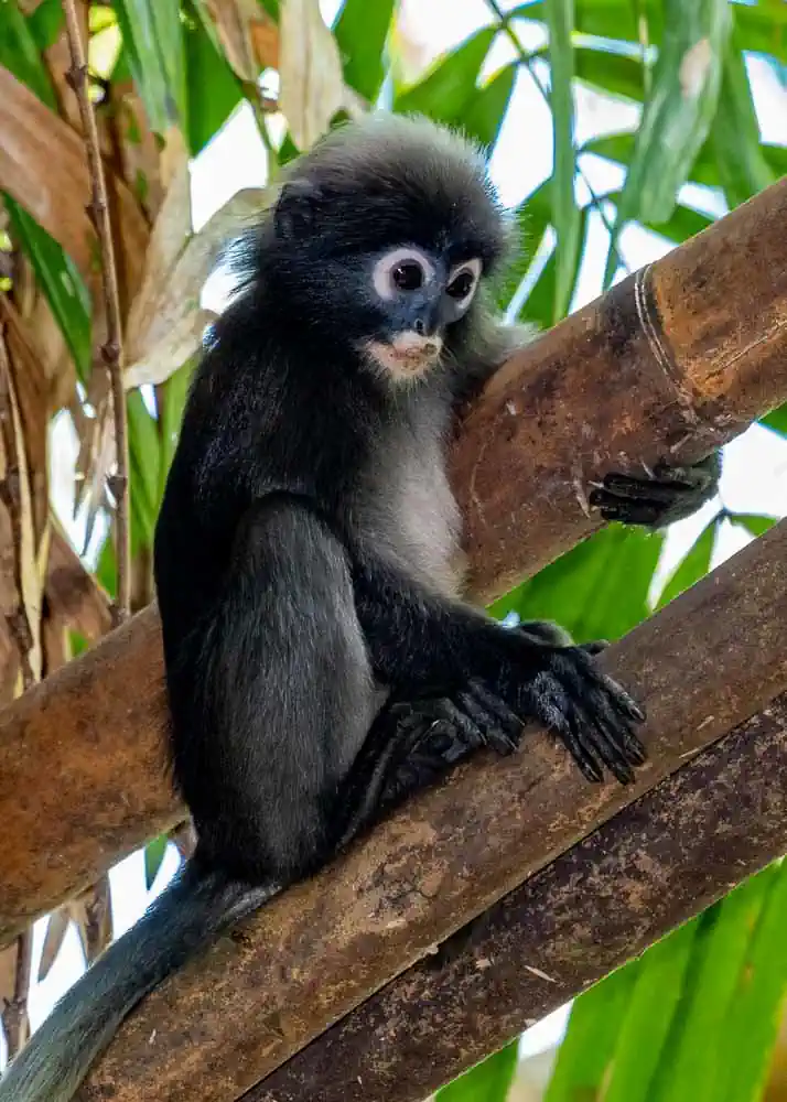 Biodiversité d'une forêt tropicale ancienne