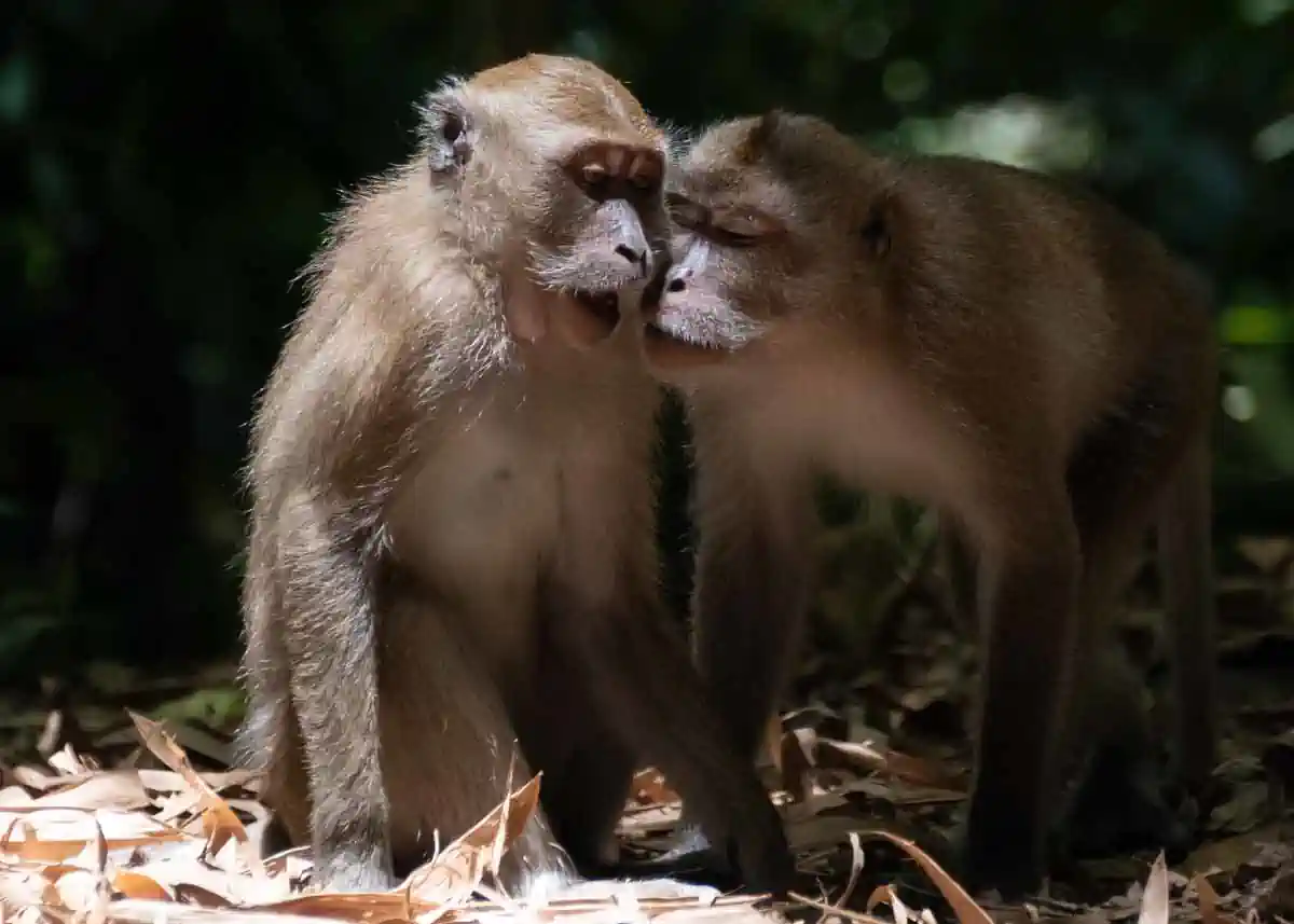 Visite du temple Wat Tam Panturat et de ses singes