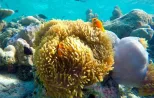 Clownfish (Nemo) in coral reef, Similan Islands snorkeling tour