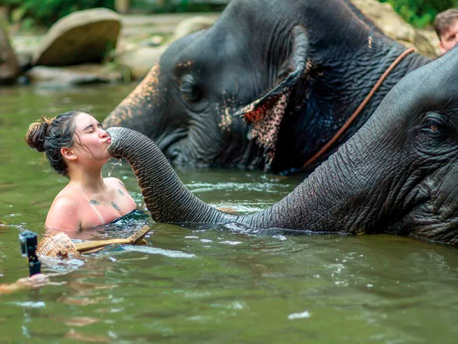 Rescued elephant bathing in a jungle river near Khao Lak