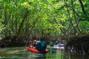 Guests paddling kayaks through the mangrove forest of Klong Sang Nae near Takua Pa