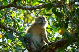 Langschwanzmakak auf einem Ast im Blätterdach des Waldes bei Khao Lak