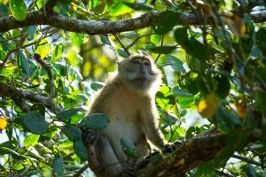 Long-tailed macaque sitting on a branch in the forest canopy near Khao Lak