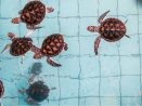 Sea turtle at a Khao Lak conservation centre