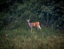 Wild deer spotted on the shore of a Khao Sok lake