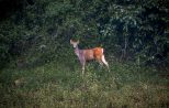 khao-sok-lak-wild-deer-4