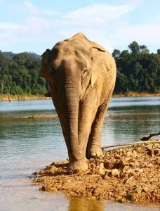 2-tägiges Abenteuer im Khao-Sok-Naturpark am Cheow-Lan-See