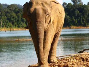 Khao Sok Wildlife 2 Days Adventure in Cheow Lan Lake