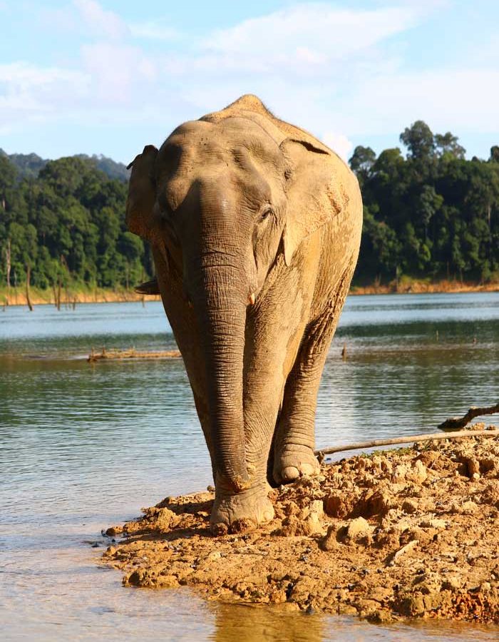 Eine Faszinierende 2 Tage Khao Sok Thailand Wildlife Safari Tour