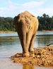 Khao Sok Wildlife 2 Days Adventure In Cheow Lan Lake