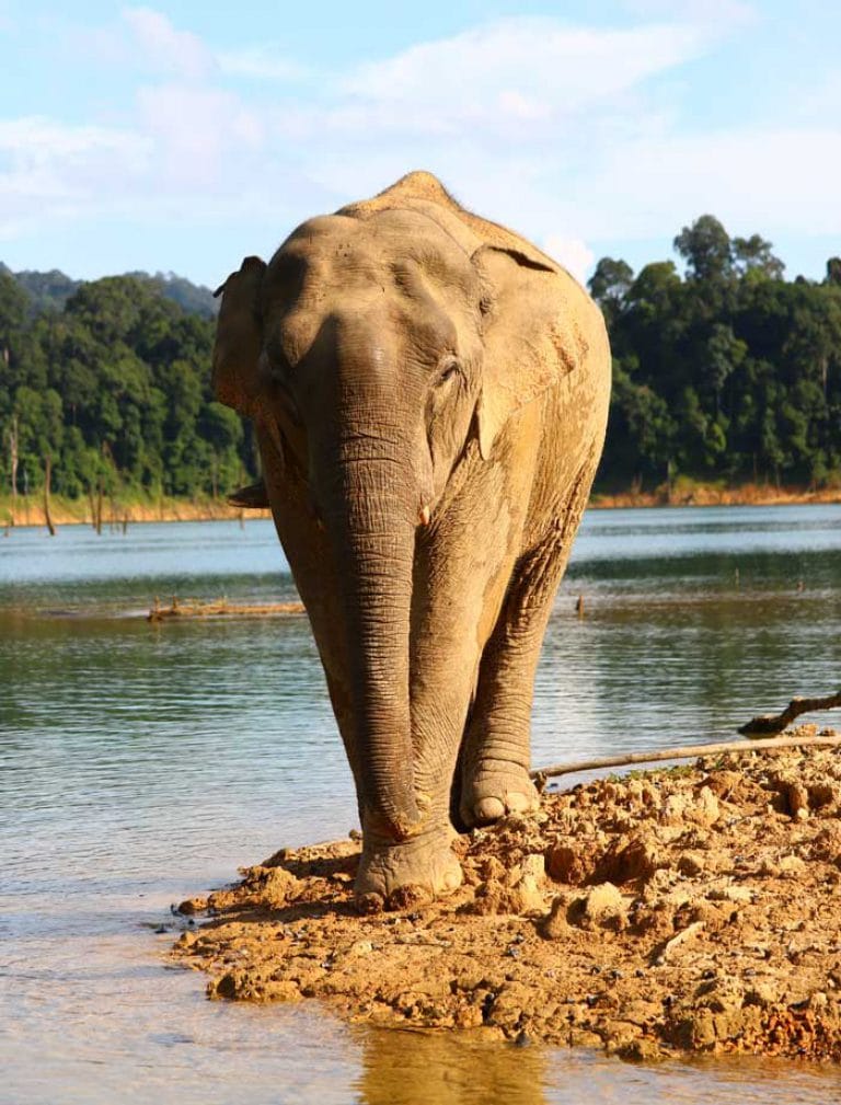 2 Day Khao Sok Wildlife – A Fascinating Cheow Lan Lake Wildlife Spotting Adventure