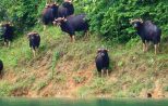 khao-sok-lake-indian-bisons-4