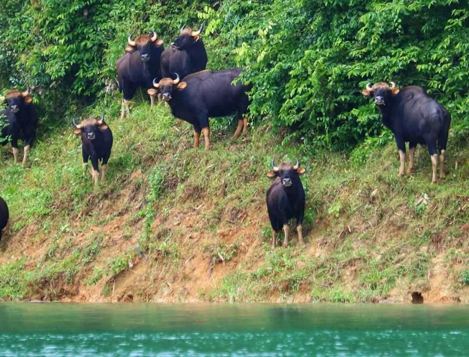 Wild gaur (Indian bison) grazing near a Khao Sok lake