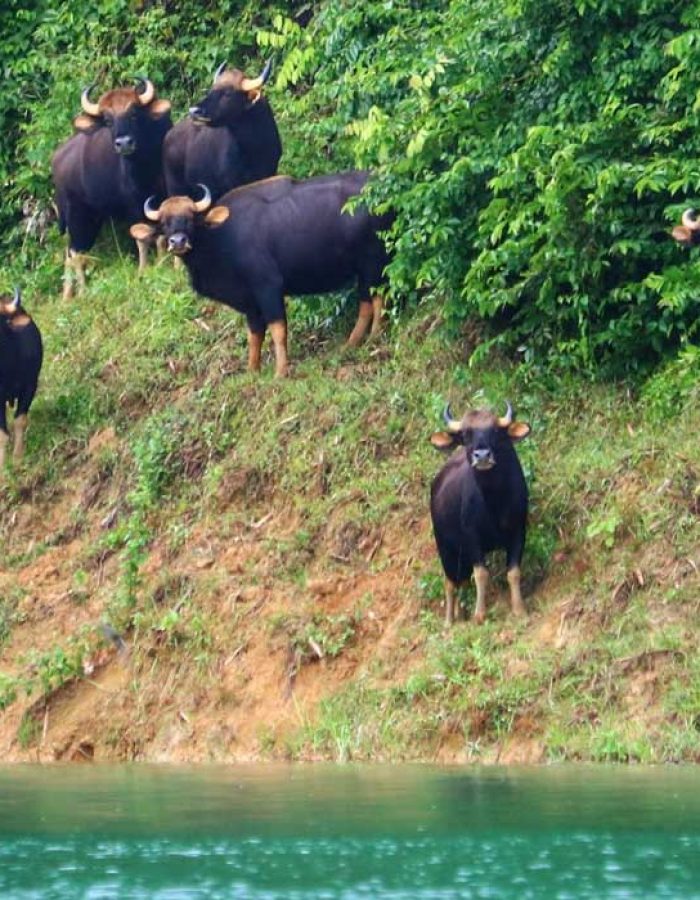 Khao Sok Nationalpark 3 Tage Wildlife und Baumhaus Tour – perfekte Mischung aus Wildlife und Komfort!