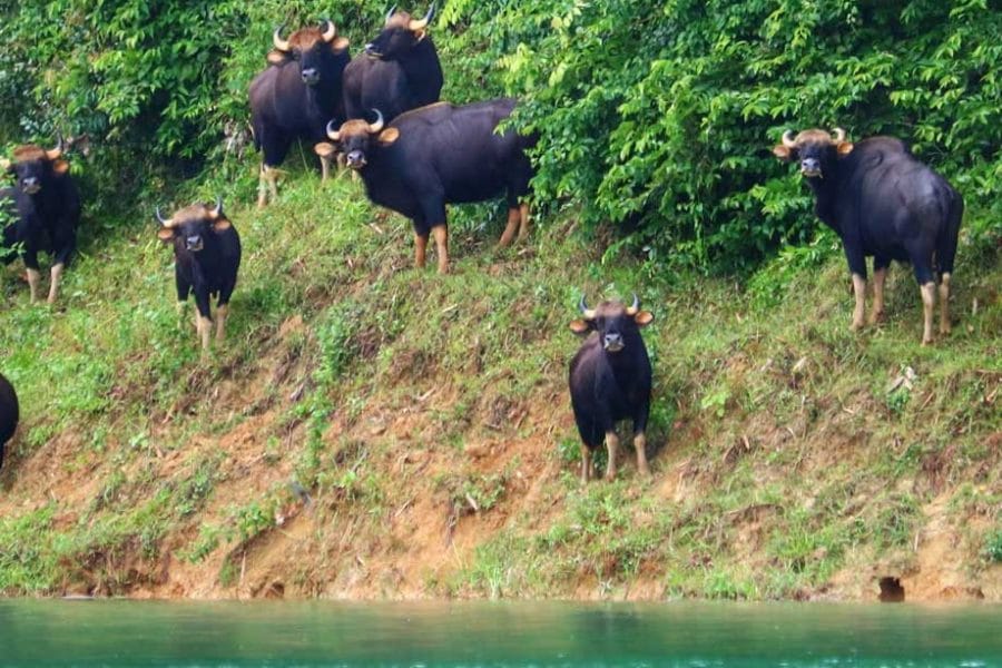 Parc National De Khao Sok - Explorateur De La Faune