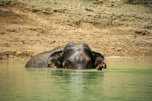 Wild Asian elephant bathing in Cheow Lan Lake during a Khao Sok wildlife boat safari