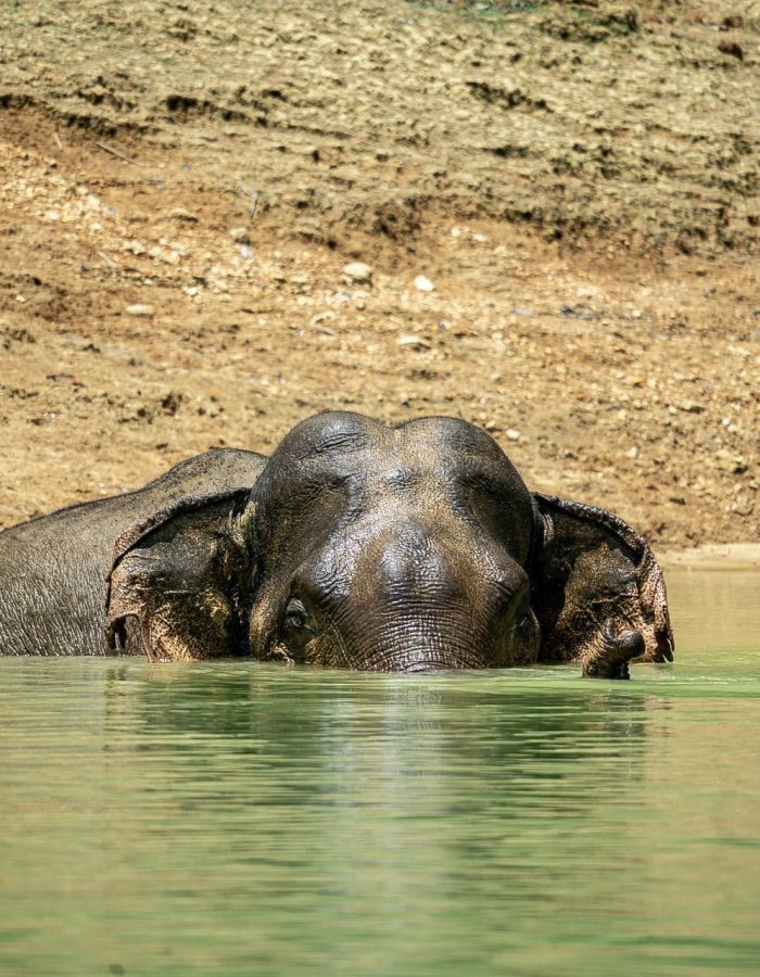 2 Day Khao Sok Wildlife – A Fascinating Cheow Lan Lake Wildlife Spotting Adventure