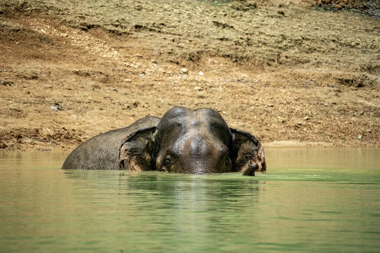 Khao Sok 2-Tages-Tour – Wildlife-Safari mit Übernachtung am Cheow-Lan-See