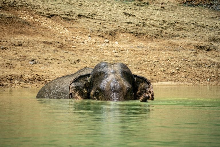Khao Sok 2-Tages-Tour – Wildlife-Safari mit Übernachtung am Cheow-Lan-See