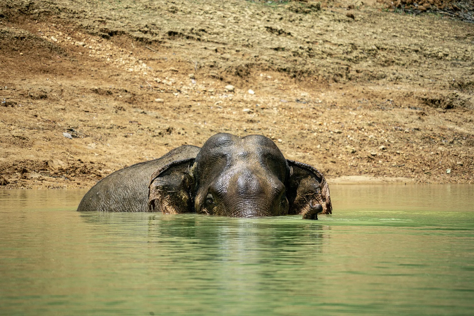 Wilder Asiatischer Elefant badet im Cheow-Lan-See bei einer Khao-Sok-Wildtier-Bootssafari