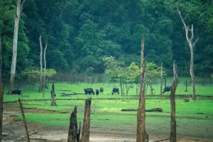 Herde wilder Gaur grast auf einer Dschungellichtung am Cheow-Lan-See – Khao-Sok-Wildtiersafari