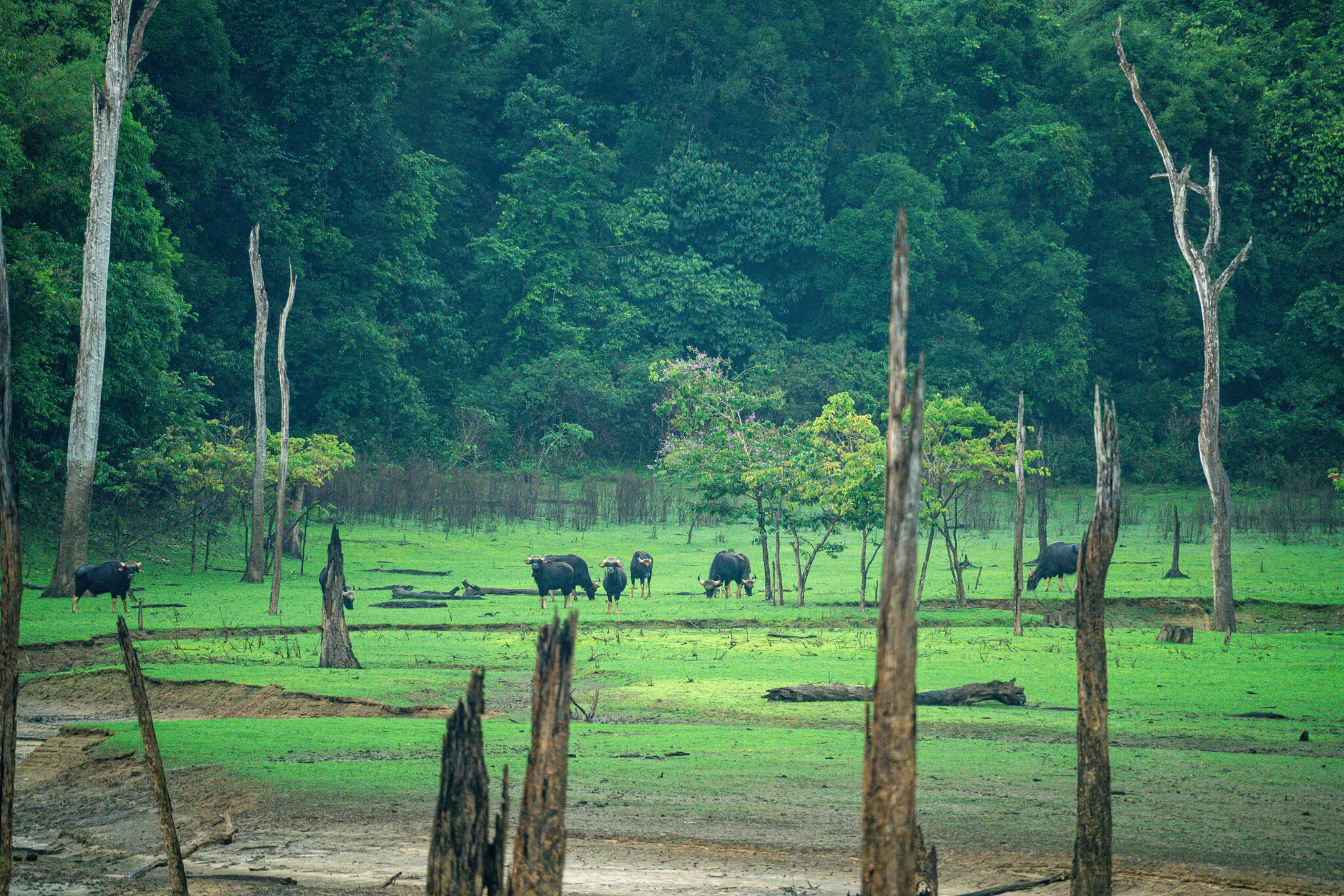 Herde wilder Gaur grast auf einer Dschungellichtung am Cheow-Lan-See – Khao-Sok-Wildtiersafari