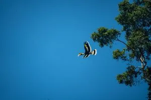Nashornvogel im Flug über dem Regenwalddach am Cheow-Lan-See, Khao-Sok-Nationalpark
