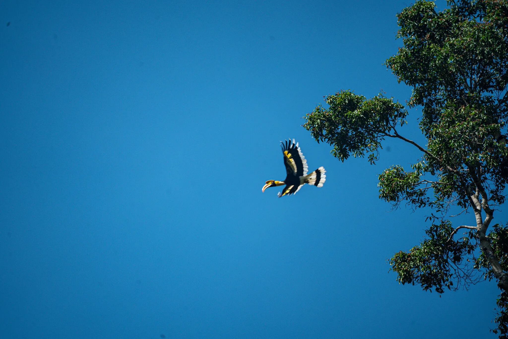 Nashornvogel im Flug über dem Regenwalddach am Cheow-Lan-See, Khao-Sok-Nationalpark