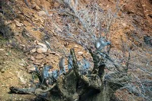 Gruppe wilder Makaken bei der Futtersuche an einem Hang über dem Cheow-Lan-See, Khao Sok