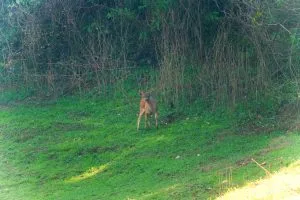 Wildes Reh grast am grasigen Ufer des Cheow-Lan-Sees – Khao-Sok-Wildtiersafari