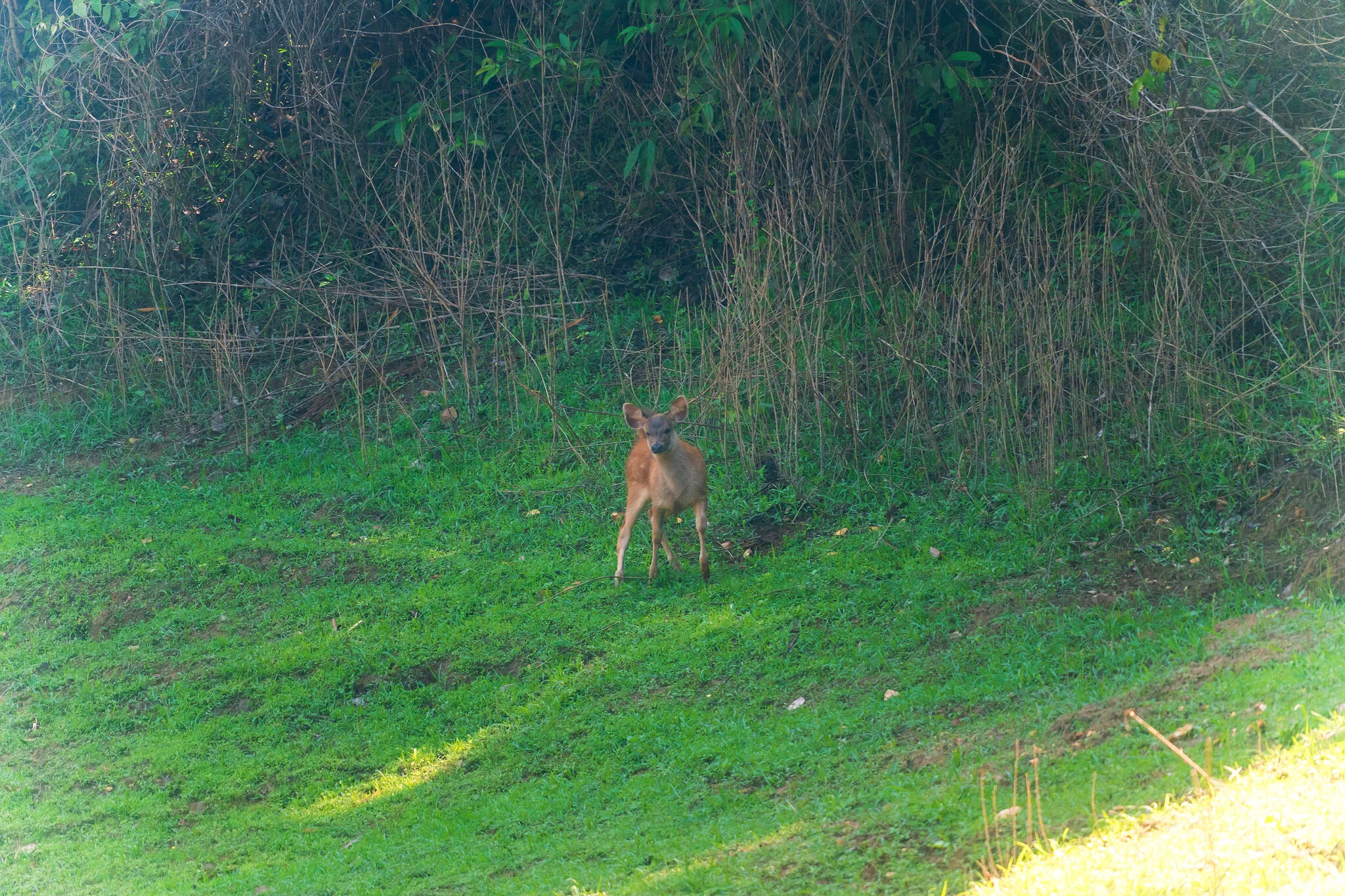 Wildes Reh grast am grasigen Ufer des Cheow-Lan-Sees – Khao-Sok-Wildtiersafari