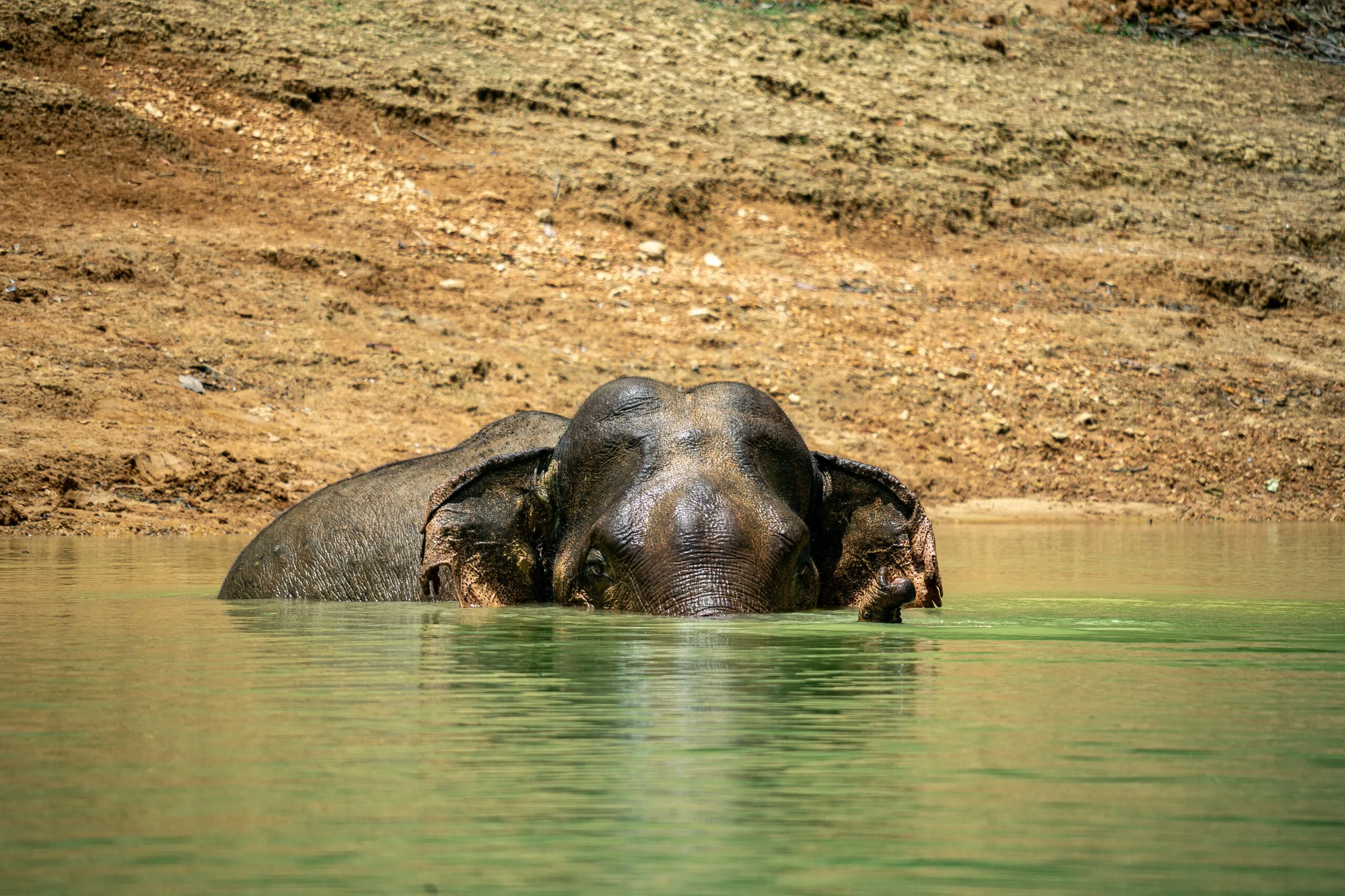 Ein asiatischer Elefant beim Baden im Cheow-Lan-See, gesehen vom Longtail-Boot aus während der Khao-Sok-Wildtier-Tour