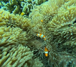 Clownfish sheltering in a sea anemone on a coral reef while snorkeling at the Similan Islands