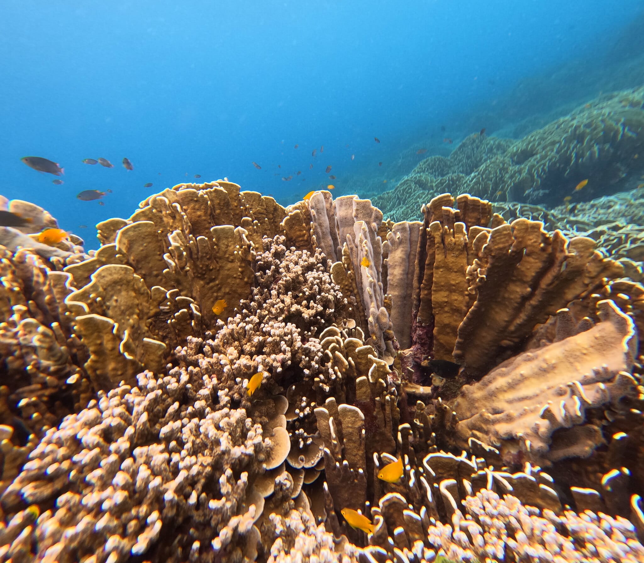 Hard coral reef with small reef fish in clear blue water at a Similan Islands snorkeling stop