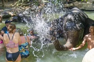 Guests splashing and bathing with an elephant in the river at the Khao Lak elephant bath