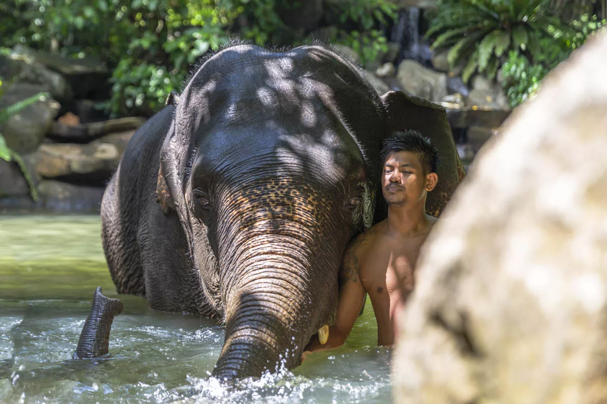 Elephant care facility in Phang Nga near Khao Lak