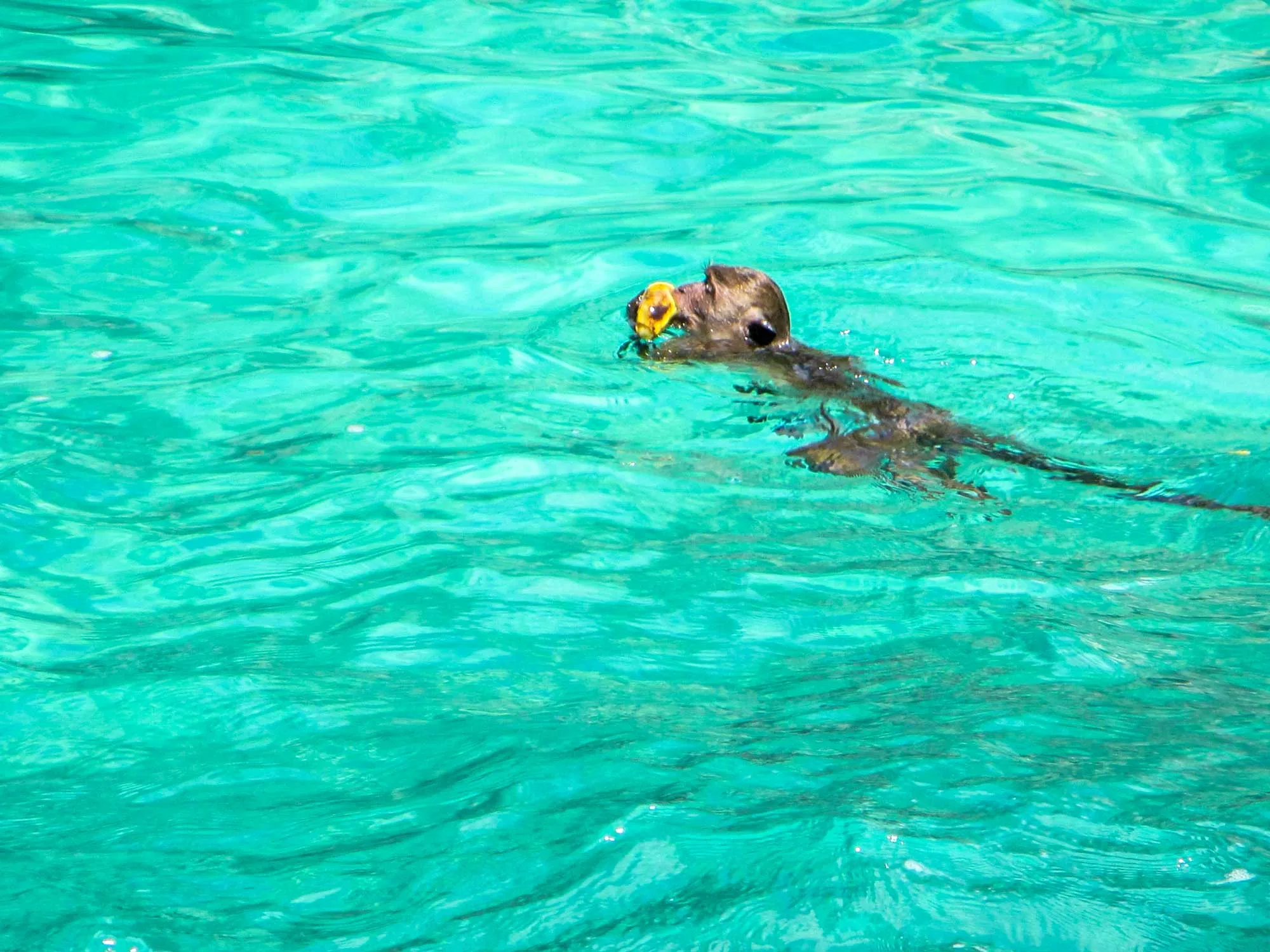 A long-tailed macaque swimming in clear turquoise water at Monkey Beach on Phi Phi Don