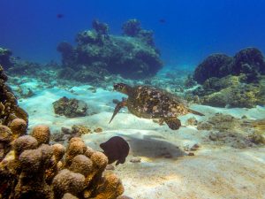 Sea turtle swimming near a Surin Islands coral reef