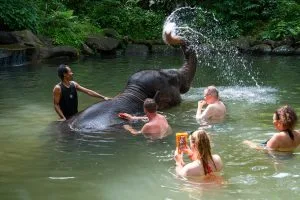 Elephant spraying water from its trunk as guests and a mahout wade alongside in a jungle pool