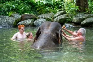 Guests gently scrubbing an elephant in a forest pool on the Elephant Bath Khao Lak tour