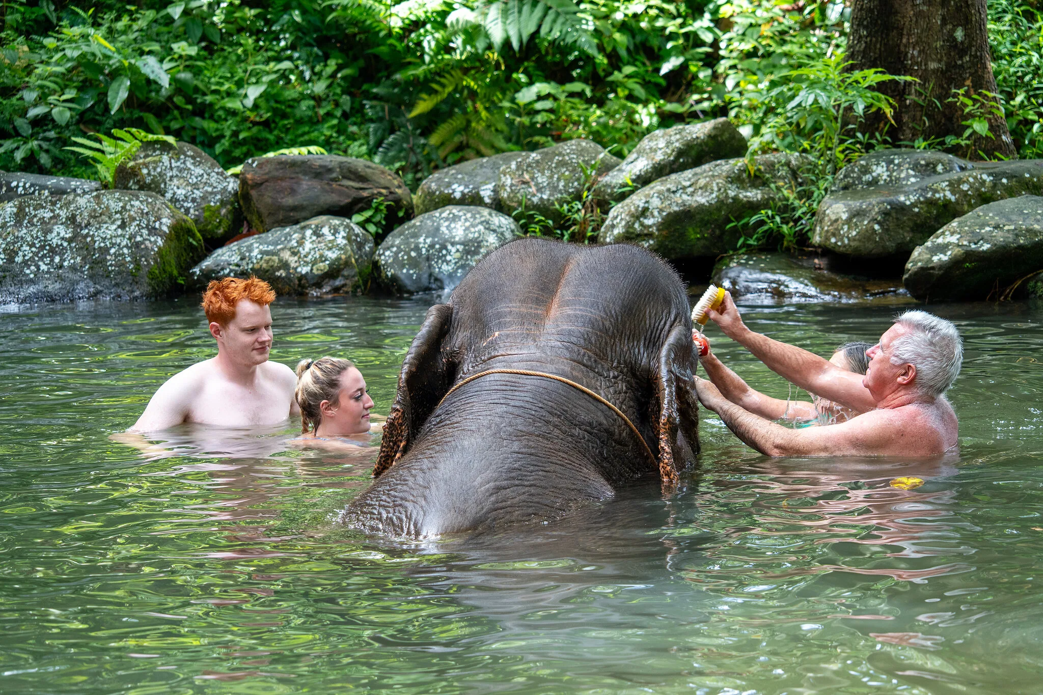 Guests gently scrubbing an elephant in a forest pool on the Elephant Bath Khao Lak tour