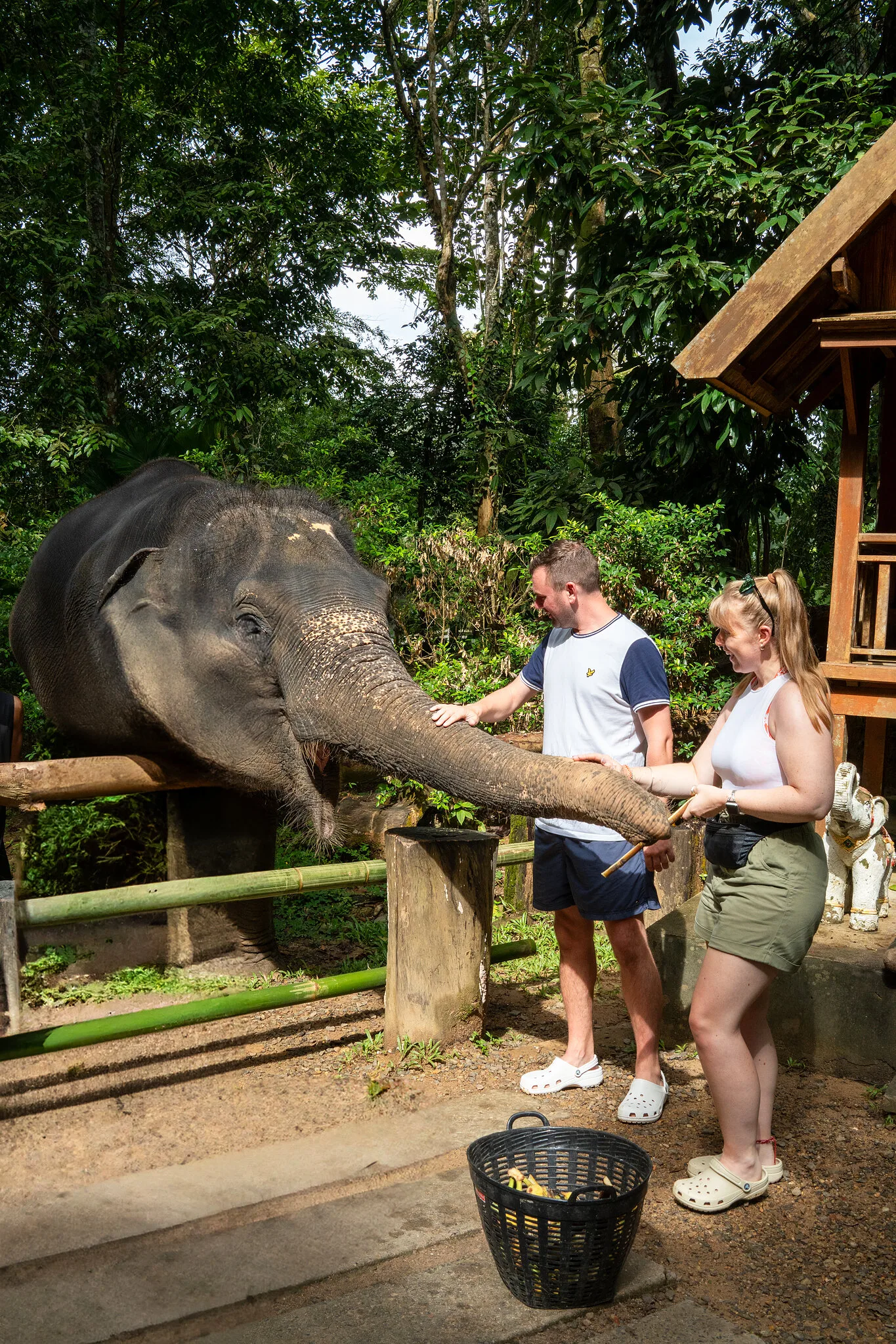 Couple feeding bananas to an elephant at the wooden rail of the elephant camp in Khao Lak