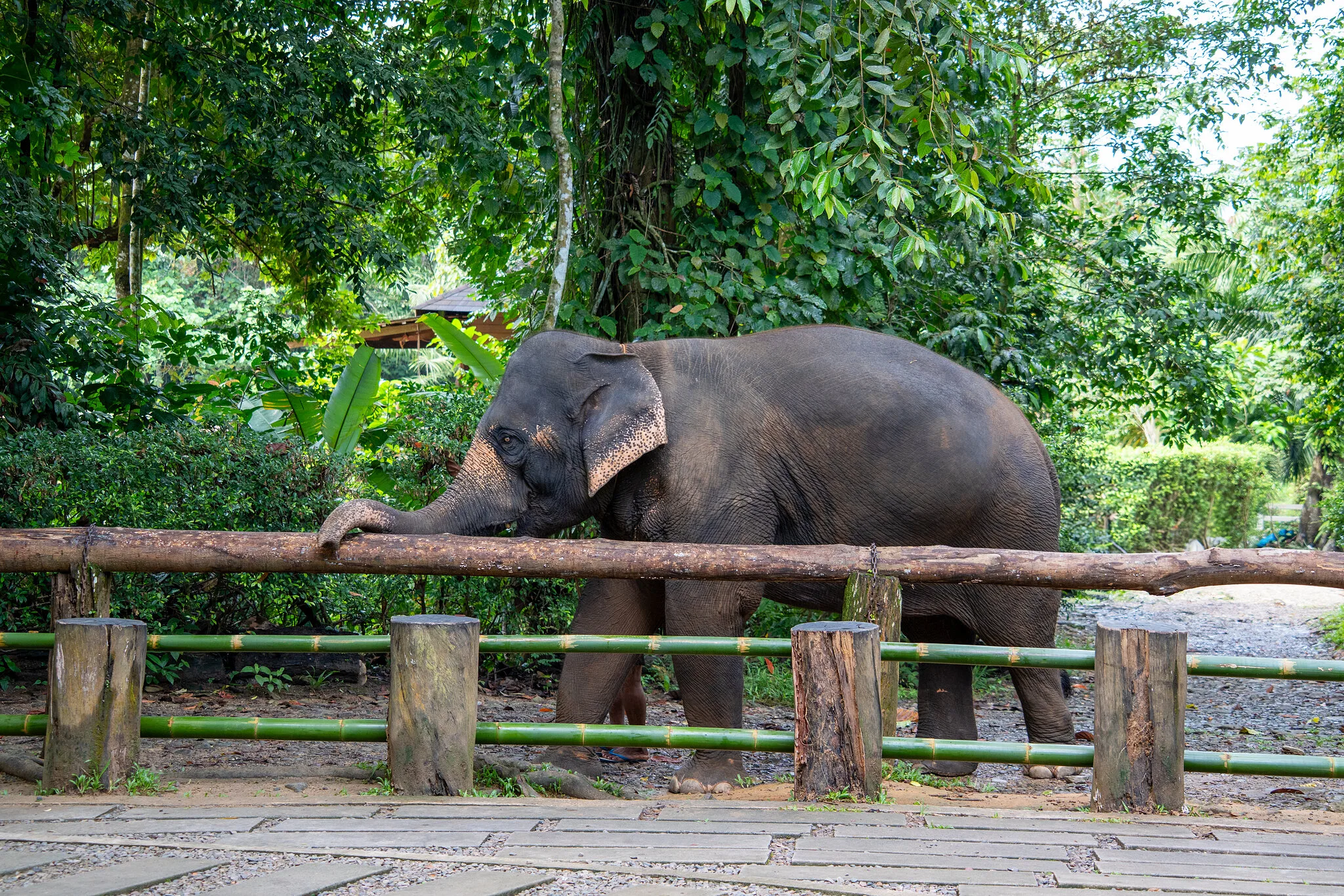 Asian elephant reaching over a wooden rail in the jungle elephant camp near Khao Lak