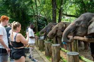 Guests feeding a line of elephants along the wooden rail at the Khao Lak elephant camp