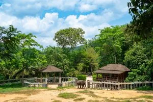 Elephant camp grounds with thatched shelters and rainforest under a blue sky in Khao Lak