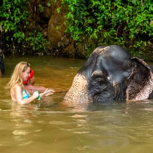 Elephant welfare Thailand