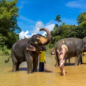 Khao Lak Elephant Bathing at Welfare center