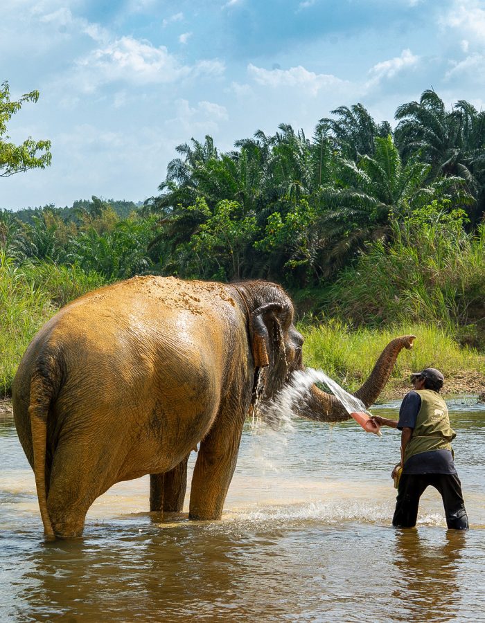 Khao Sok Day Trip – Wet And Wild Fun For All Ages!