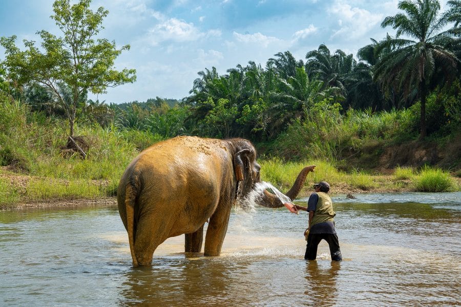 Mahout splashing water over an Asian elephant during an ethical river bath near Khao Sok, Thailand